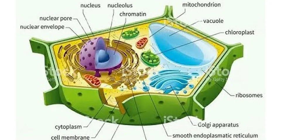 The part of the cell Where chromosomes would be found