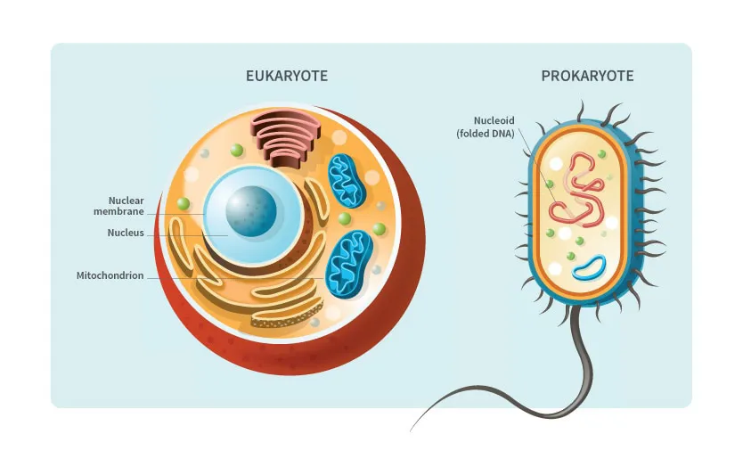 Image of Eukaryotic and Prokaryotic cells