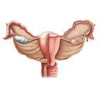 Uterus, uterine tubes and ovaries