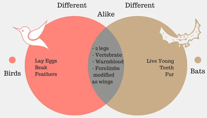 Compare and Contrast Venn Diagram Example