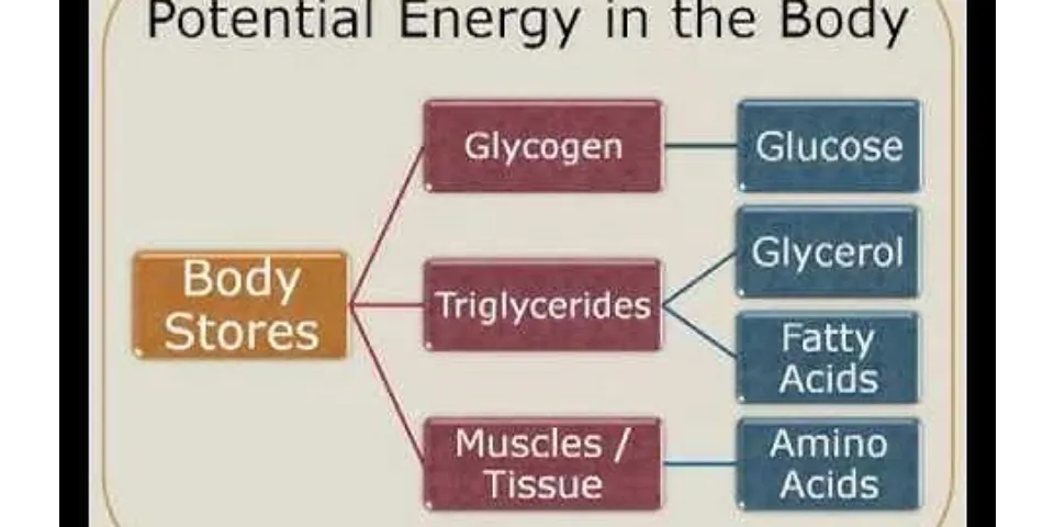 What are the two main sources of energy in the body?