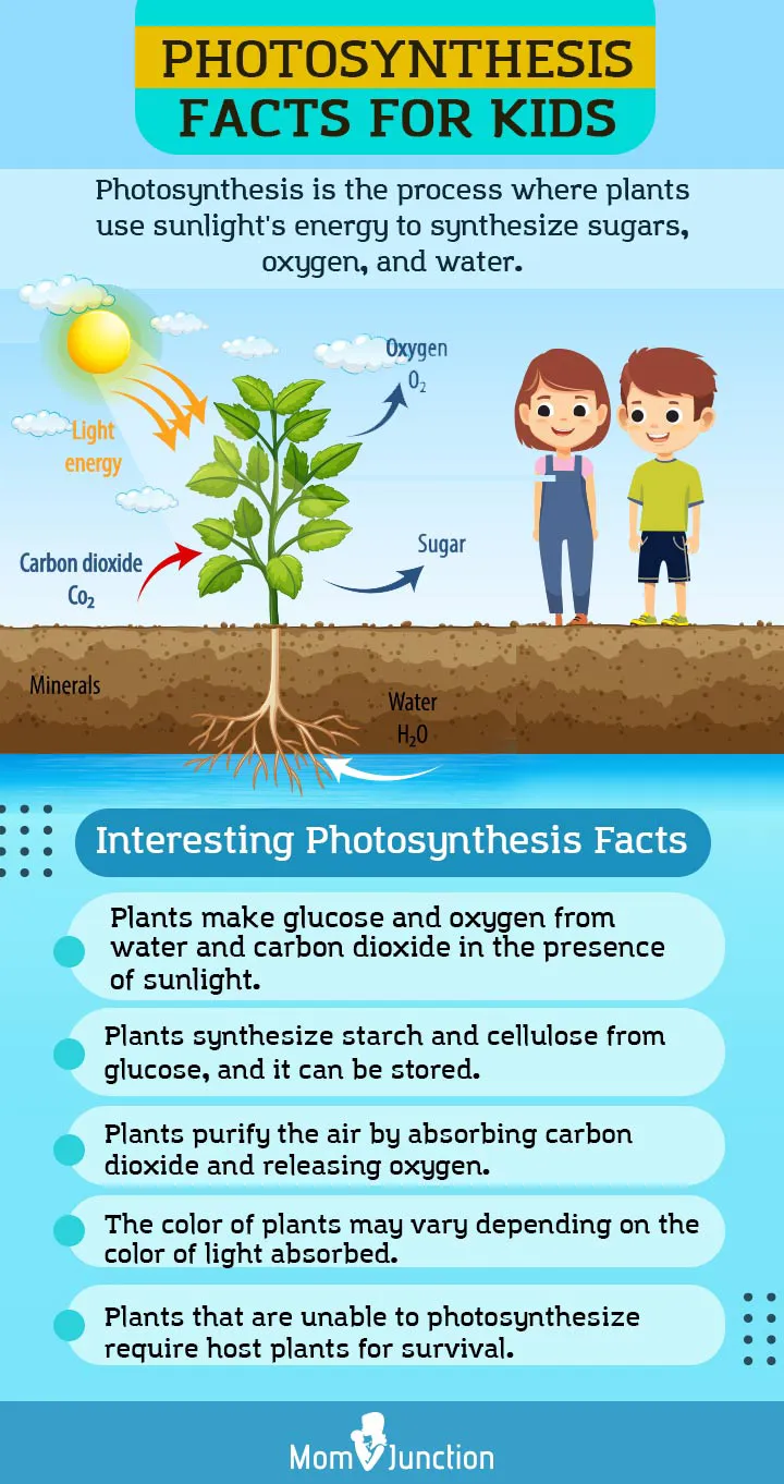 interesting photosynthesis facts for kids [Infographic]