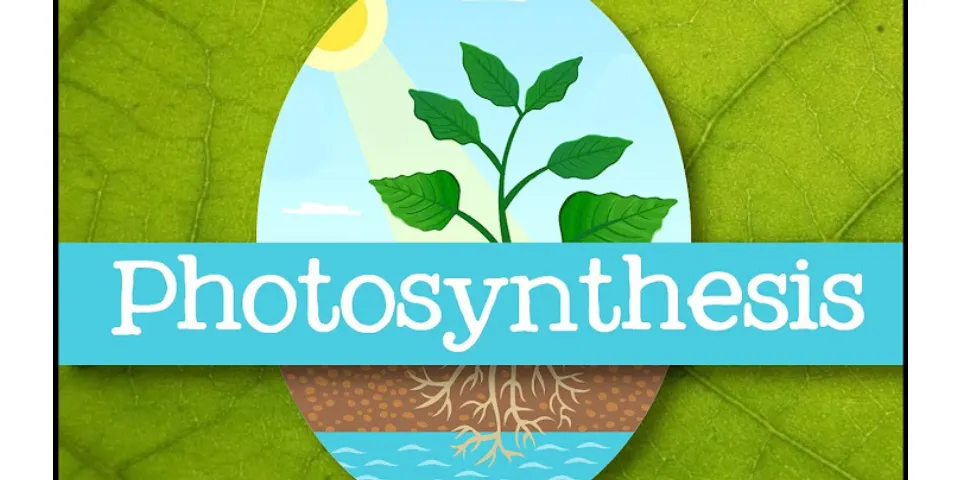 What is photosynthesis for kids?