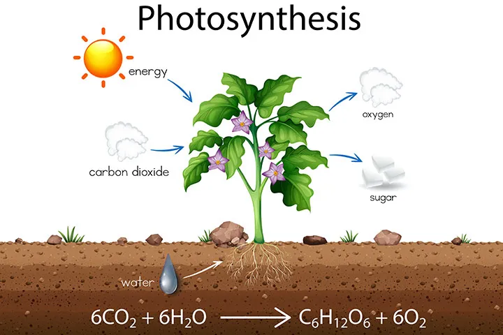 Important facts about photosynthesis for kids