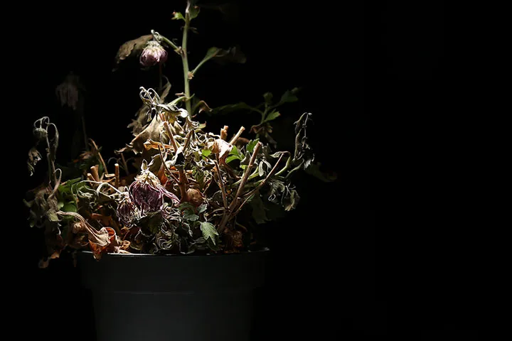Plants placed in dark cannot photosynthesize
