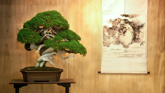 Bonsai tree in front of a paneled wall with a artistic print displayed on a scroll