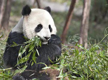 A giant panda eats bamboo leaves.